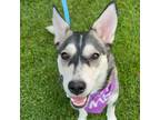 Adopt Astrid a White - with Tan, Yellow or Fawn Siberian Husky / Mixed dog in