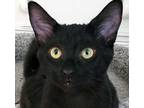 Adopt Hendrix a Black (Mostly) Domestic Shorthair (short coat) cat in Irvine