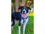 Adopt Bleu a Black - with White Border Collie / Labrador Retriever / Mixed dog