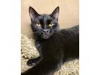 Adopt Liliana a All Black Domestic Shorthair (short coat) cat in Mead