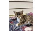 Adopt Bud Light a Brown or Chocolate Domestic Shorthair / Domestic Shorthair /