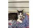 Adopt Woody Wheat a All Black Domestic Shorthair / Domestic Shorthair / Mixed