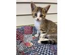 Adopt Fat Tire a Tan or Fawn Domestic Shorthair / Domestic Shorthair / Mixed cat