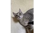 Adopt Lane a Gray, Blue or Silver Tabby Domestic Shorthair (short coat) cat in