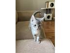 Adopt Star a Gray, Blue or Silver Tabby Domestic Shorthair cat in Steinbach
