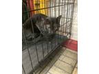 Adopt Cozy a All Black Domestic Shorthair / Domestic Shorthair / Mixed cat in