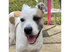 Adopt Hazel a White - with Tan, Yellow or Fawn Mixed Breed (Medium) / Mixed dog