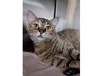 Adopt Isolde a Gray or Blue Domestic Shorthair / Domestic Shorthair / Mixed cat