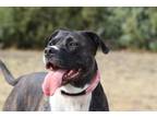 Adopt Muddle a Black American Pit Bull Terrier / Mixed dog in Pullman
