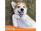 Adopt Kenny a White - with Tan, Yellow or Fawn Great Pyrenees / Mixed dog in