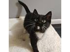 Adopt Cirrus a All Black Domestic Shorthair / Mixed cat in Rochester