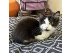Adopt Ilus a All Black Domestic Mediumhair / Mixed cat in Kanab, UT (38601596)