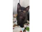 Adopt Malachite a Black & White or Tuxedo Domestic Shorthair / Mixed (short