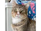 Adopt O'Mally a Gray or Blue Domestic Shorthair / Mixed cat in Great Falls