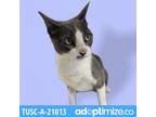 Adopt Toodles a Gray or Blue Domestic Shorthair / Mixed cat in Tuscaloosa