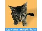 Adopt Patty a All Black Domestic Shorthair / Mixed cat in Tuscaloosa