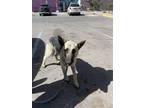 Adopt 52628175 a Black Shepherd (Unknown Type) / Mixed dog in El Paso