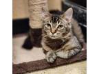 Adopt Maude a Domestic Medium Hair