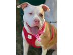Adopt Fiona a White American Pit Bull Terrier / Mixed dog in Maryville