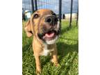 Adopt Godric Griffin-Dog a Tan/Yellow/Fawn Mixed Breed (Large) / Mixed dog in