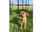 Adopt Dumbledog a Tan/Yellow/Fawn Mixed Breed (Large) / Mixed dog in Jasper