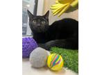 Adopt Empress Agnes (unsocial) a All Black Domestic Shorthair / Domestic