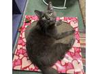 Adopt Blue a Gray or Blue Domestic Shorthair / Mixed cat in Lindenwold