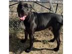 Adopt Dozer Dude a Black Pit Bull Terrier / Mixed dog in Spokane, WA (38310894)