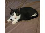 Adopt Blitzen a Black & White or Tuxedo Domestic Shorthair (short coat) cat in