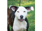 Adopt Jane a White Mixed Breed (Medium) / Mixed dog in Greenwood, SC (38757266)