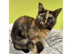 Adopt Chloe a Tortoiseshell Domestic Shorthair / Mixed cat in Lindenwold