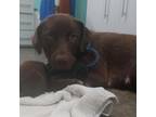 Adopt Dolly a Brown/Chocolate Labrador Retriever / Mixed dog in Cabot