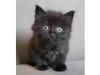 Adopt Midnight (Adopt w/ a sibling) a All Black Maine Coon (long coat) cat in