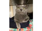 Adopt Baloo a Gray or Blue Domestic Shorthair / Domestic Shorthair / Mixed cat