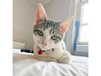 Adopt Mini a Gray, Blue or Silver Tabby Domestic Shorthair (short coat) cat in