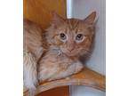 Adopt Appa a Orange or Red Domestic Mediumhair / Domestic Shorthair / Mixed cat
