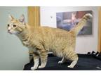 Adopt Xyla a Orange or Red Domestic Shorthair / Domestic Shorthair / Mixed cat
