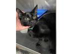 Adopt Alaina a Domestic Shorthair / Mixed (short coat) cat in Glenfield