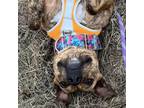 Adopt DORI a Black American Staffordshire Terrier / Mixed Breed (Medium) / Mixed