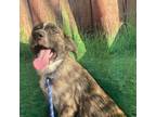 Adopt Newport a Brindle Shepherd (Unknown Type) / Mixed dog in Maricopa