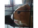 Adopt Berry a Guinea Pig small animal in Philadelphia, PA (38829753)