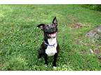 Adopt Cici a Black - with White Terrier (Unknown Type, Medium) / Mixed dog in