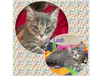 Adopt Leah a Gray, Blue or Silver Tabby Domestic Shorthair (short coat) cat in