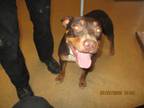 Adopt London - VIP a Brown/Chocolate American Pit Bull Terrier / Mixed dog in