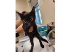 Adopt 53867371 a All Black Domestic Shorthair / Domestic Shorthair / Mixed cat