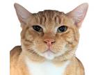 Adopt Sheb a Orange or Red Domestic Shorthair / Domestic Shorthair / Mixed cat