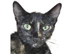 Adopt Poppy a All Black Domestic Shorthair / Domestic Shorthair / Mixed cat in
