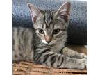 Adopt Kaiju Kitten: Raiju a Brown or Chocolate Domestic Shorthair / Mixed cat in