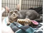 Adopt Coconut a Domestic Shorthair / Mixed (short coat) cat in Ewing