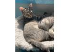 Adopt Mollie a Domestic Shorthair / Mixed (short coat) cat in Glenfield